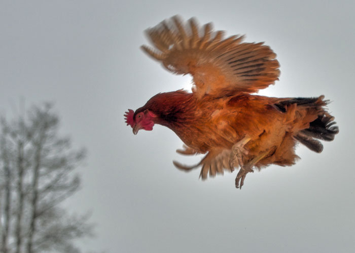 курица летит 15 секунд курица летит 15 секунд